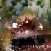 crab_clinging_banded_dome_nwp_h_0375_tci2328.jpg